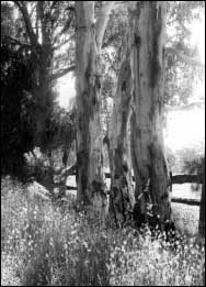 Candlebarks (Eucalyptus Rubida)