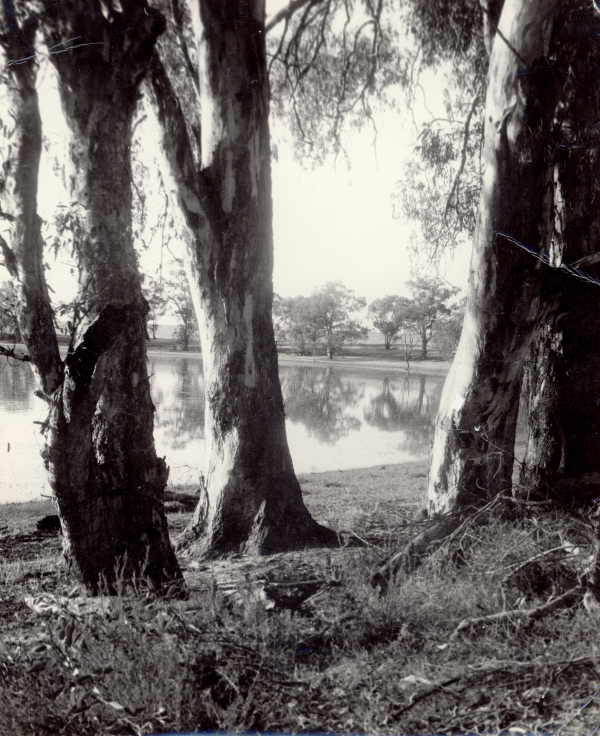 River Red Gums (Eucalyptus Camaldulensis)