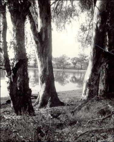 River Red Gums (Eucalyptus Camaldulensis)