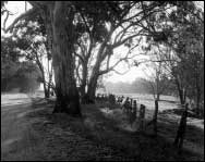 Red Gums (Eucalyptus Camaldulensis)