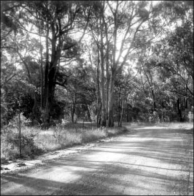 Road and Roadside Vegetation