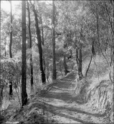 Road Leading to East Point, Lorne
