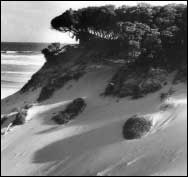 Moonah (Melalenca Pubescens) on Sand Dunes