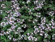 Garden Thyme (Thymus vulgaris)