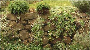 Dry Stone Wall Softened by Planting
