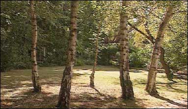 Copse of Silver Birches