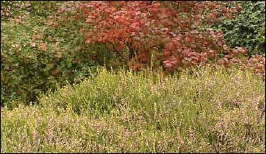 Herbaceous Border