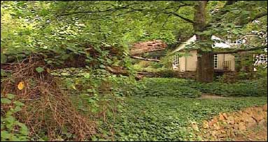 Stone Wall with Softening Foliage