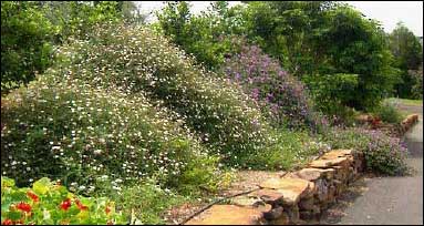 Border Softening Stone Wall