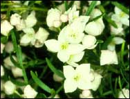 Pinnate Boronia (Boronia Pinnata)