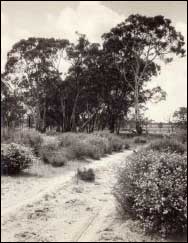 Landscape, Road and Roadside Vegetation