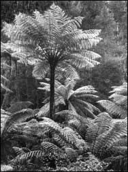 Cyathea Cunninghamii 'Slender Tree-Fern'