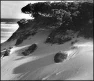 Moonah (Melalenca Pubescens) on Sand Dunes