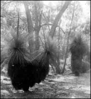 Grass Trees