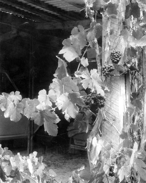Grapes and Grapevine.