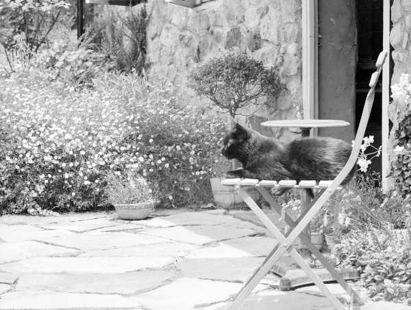 Black Cat On Chair - Sonning.