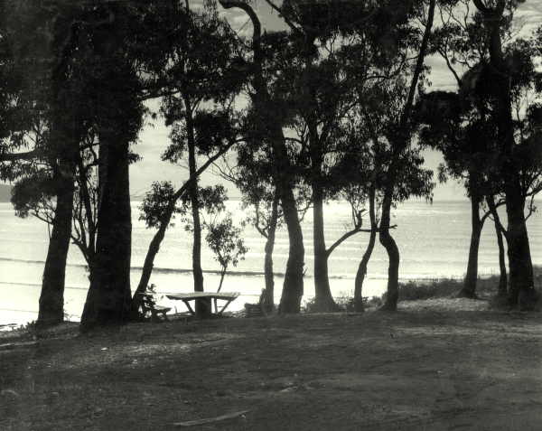 Blue Gums, Lorne. 