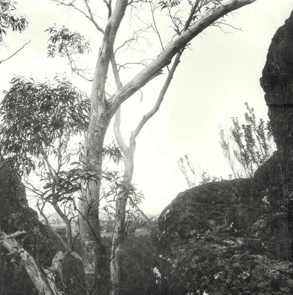 Gum Trees at the Grampians 