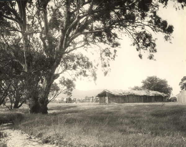 Large Shed in Paddock