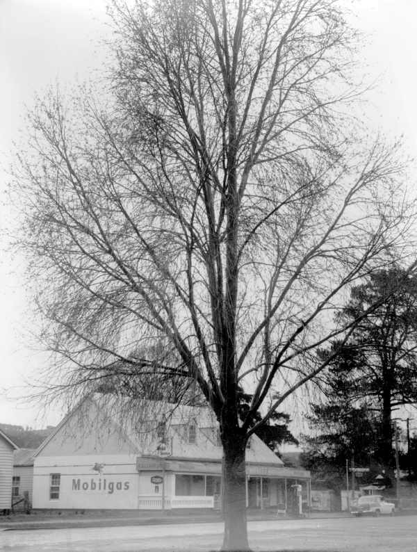 A.S. Clark and Co. General Store 