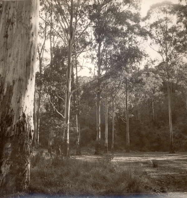 Tall Gum Trees 