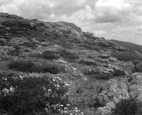 Brachycome Nivalis, Bogong High Plains.