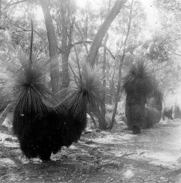 Grass Trees 