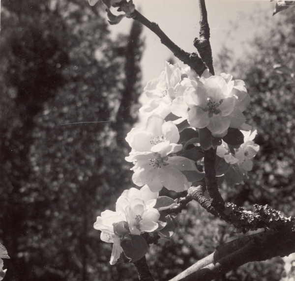 Fruiting Apple Blossom - Malus 'Rosamond'