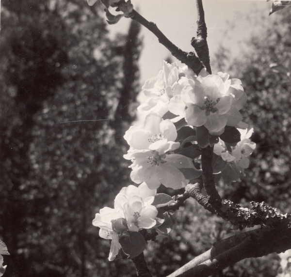 Fruiting Apple Blossom - Malus 'Rosamond'