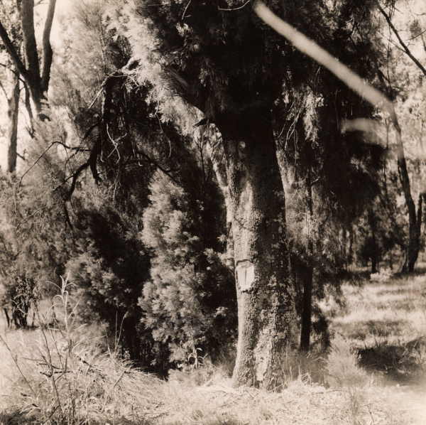 Tree by Road 
