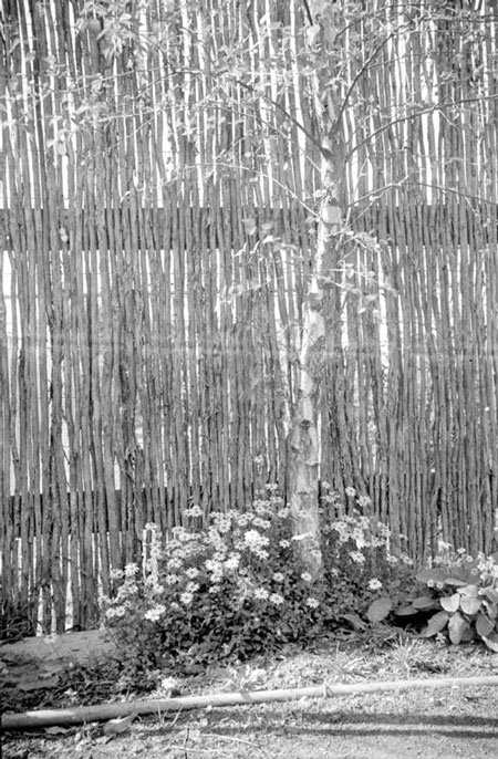 Silver Birch and Tea Tree Fence.