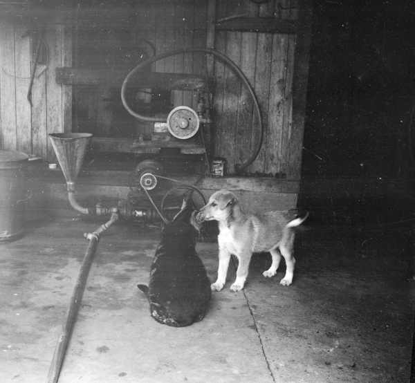 Cat and Puppy in Shed. 