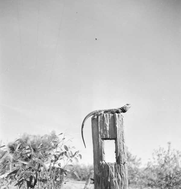 Lizard on Post.