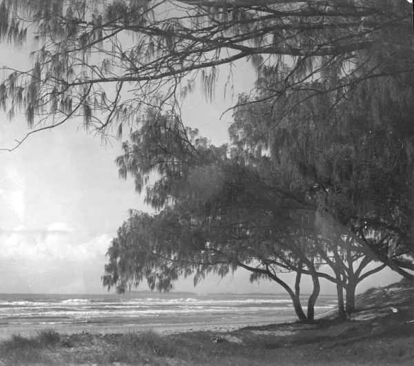 Horsetail Casuarina She-Oak 