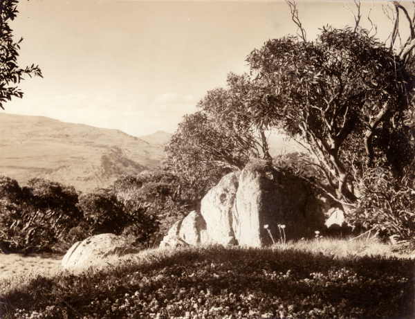 Snow Gum on Mount Kosciusko