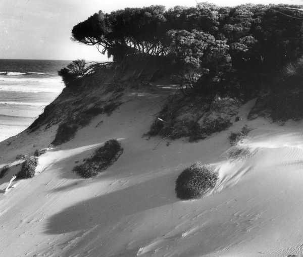 Moonah (Melalenca Pubescens) on Sand Dunes