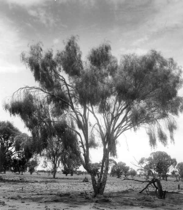 Leopard Woods (Flindersia)