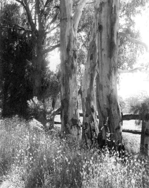 Candlebarks (Eucalyptus Rubida) 