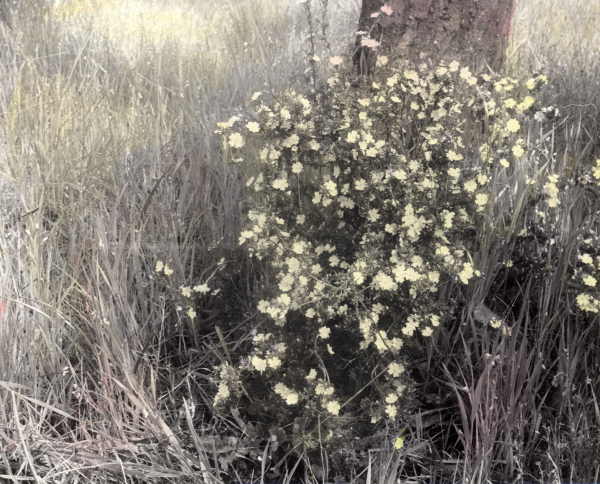 Hibbetia ...? Hume Highway, Euroa 