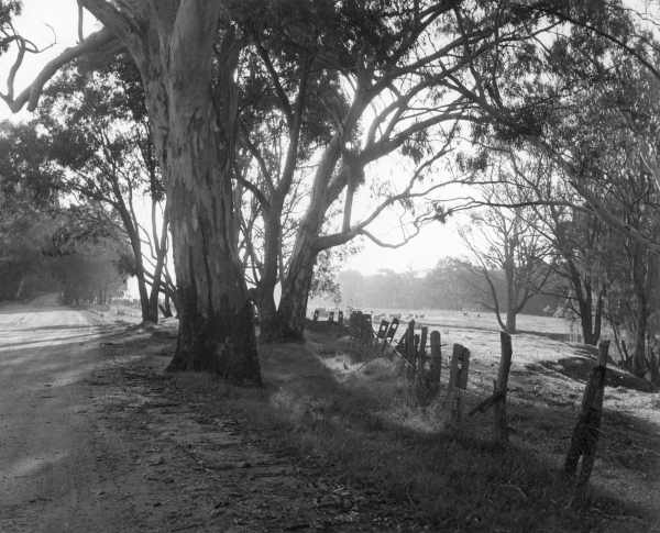 Red Gums