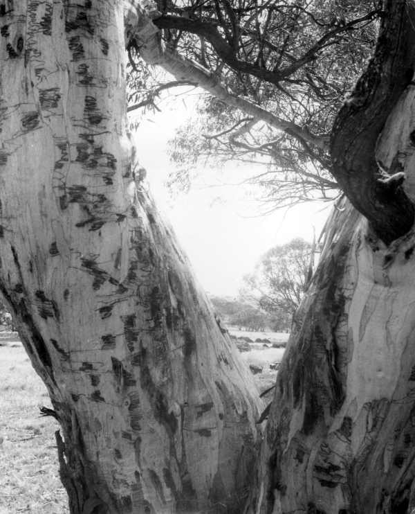 Scribbly Gums (E. Haemistonia) 
