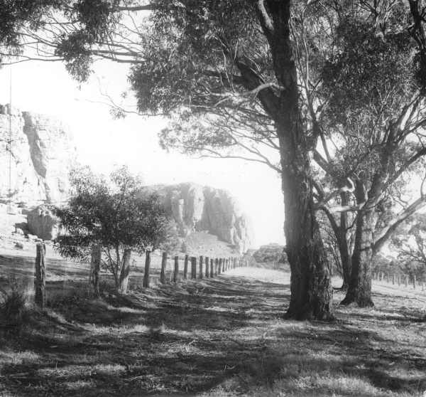 Grey Box, Mt Arapiles