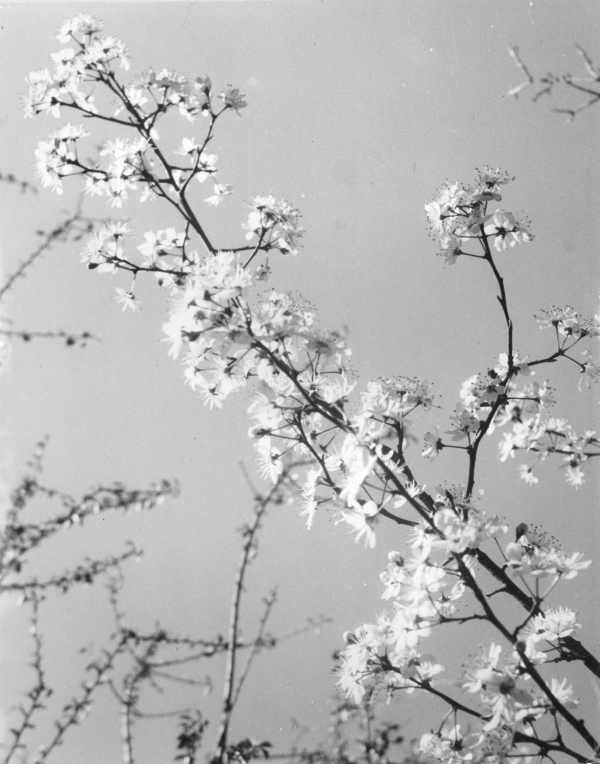 Prunus Spinosa Purpurea