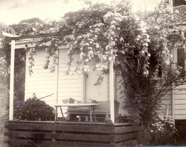 Rosa Moschata on Pergola Covered Deck. 