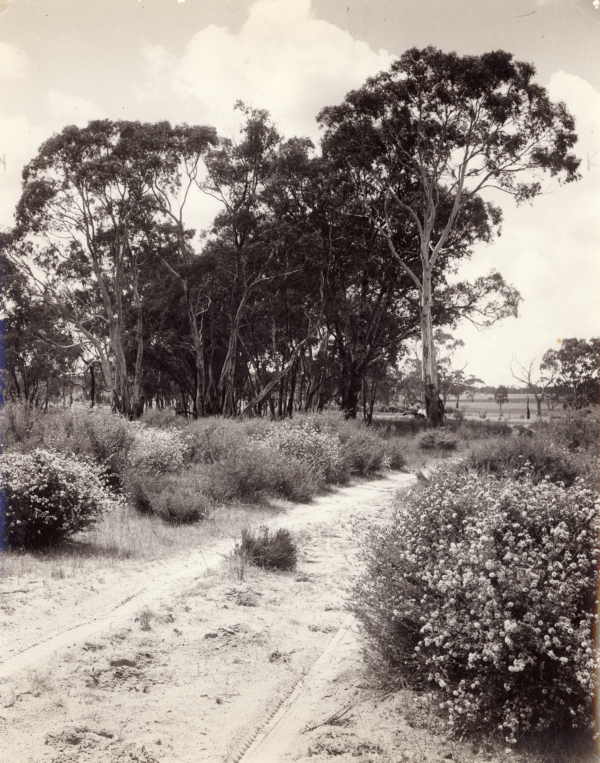 Landscape, Road and Roadside Vegetation