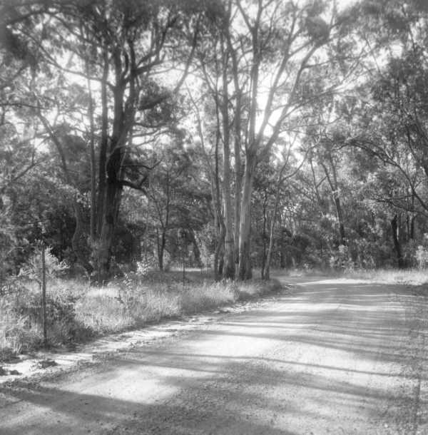 Road and Roadside Vegetation 