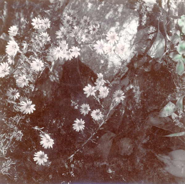 Alpine Olearia Stricta 