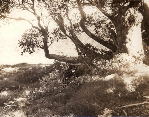 Gum Trees at Kosciusko 