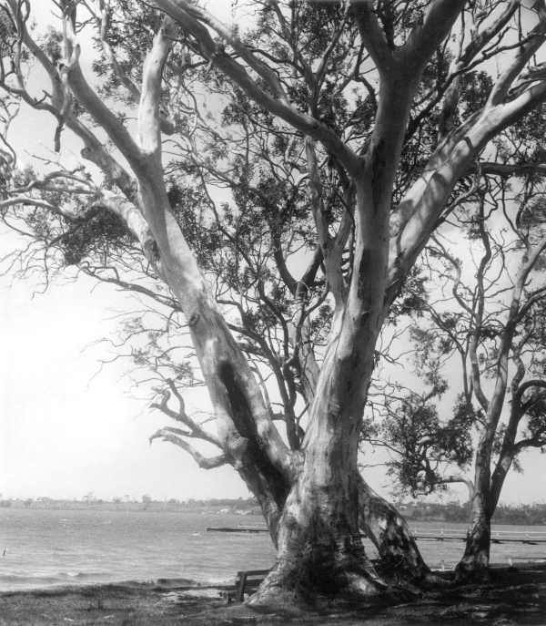 Gum Trees on the Sea Shore 