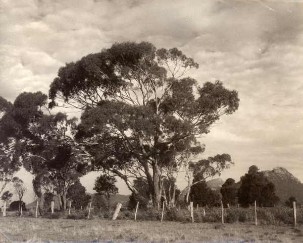 Tall Trees, Mt Arapiles.